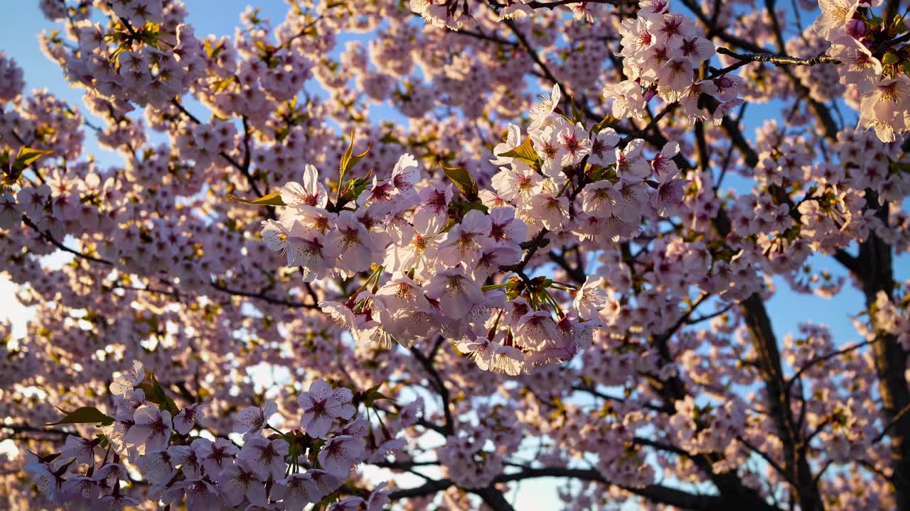 Ripresa video dal basso verso l’alto di fiori di ciliegio su un cielo azzurro limpido, che cattura i vivaci fiori rosa
