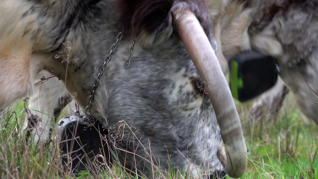 종 모양의 gps 위치 장치를 목에 걸고 자유롭게 돌아다니며 들판에서 풀을 뜯는 롱혼 소 떼