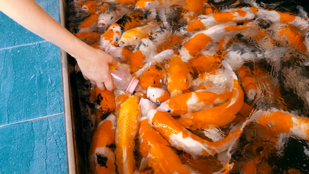 다채로운 일본 은 카프를 침대가 있는 병에서 먹이는 태국