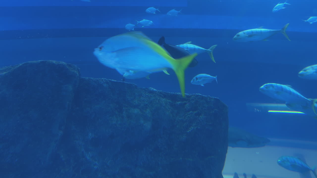 수족관 의 물고기