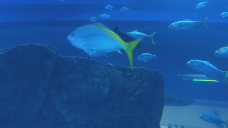 fish in an aquarium