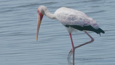 Ein-Wunderschöner-Weiß-gelbschnabeliger-Storch,-Der-Auf-Seichtem-Wasser-Auf-Der-Jagd-Nach-Nahrung-Läuft---Slowmo