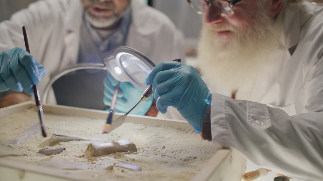 Two Senior Archaeologists Excavating Remains in Sand-Filled Tray