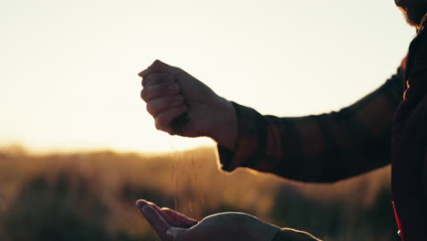 hands, seeds and harvest with a farmer