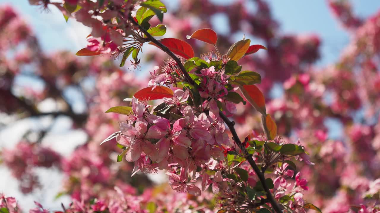 Fiori rosa sui rami