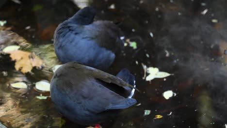 dusky moorhens interacting near water