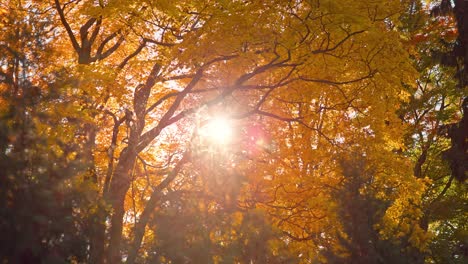 beautiful morning sunrise in sunny autumn deciduous forest with sunrays shining through golden orange tree leaves and branches