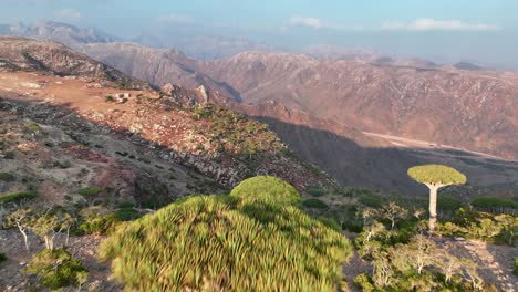 volando por encima de los árboles de sangre de dragón en el bosque de firhmin, socotra, yemen - disparo de dron