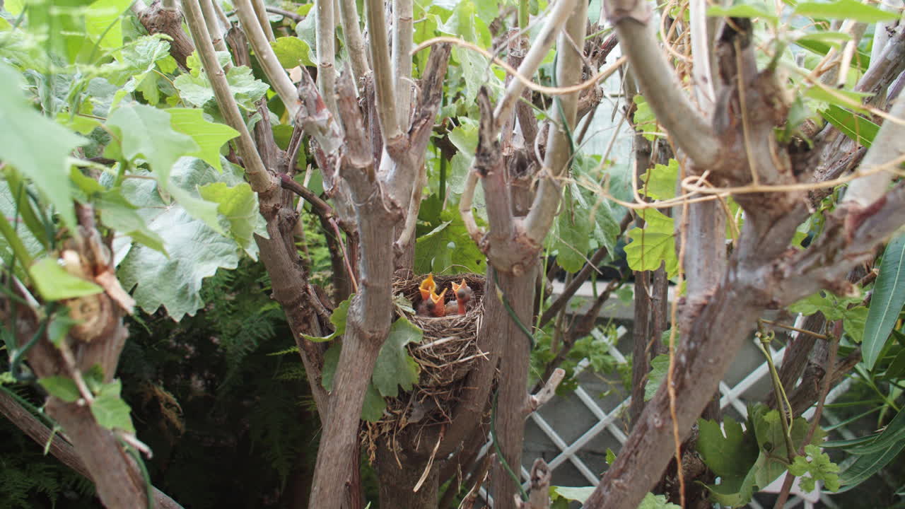 머리 위로, 광각, 하루 식사를 기다리는 배고픈 블랙버드 병아리