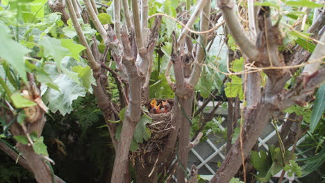 Hungry-blackbird-chicks-waiting-for-meal-with-head-up,-wide-angle,-day