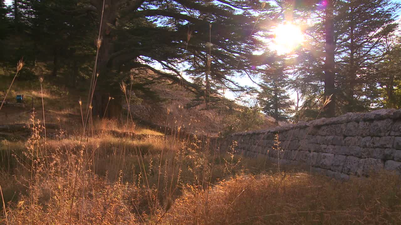 el sol brilla a través de un bosque de cedros del líbano