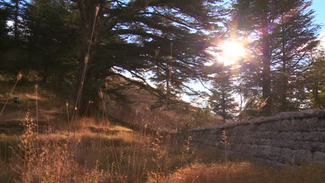 the sun shines through a grove of cedar trees of lebanon