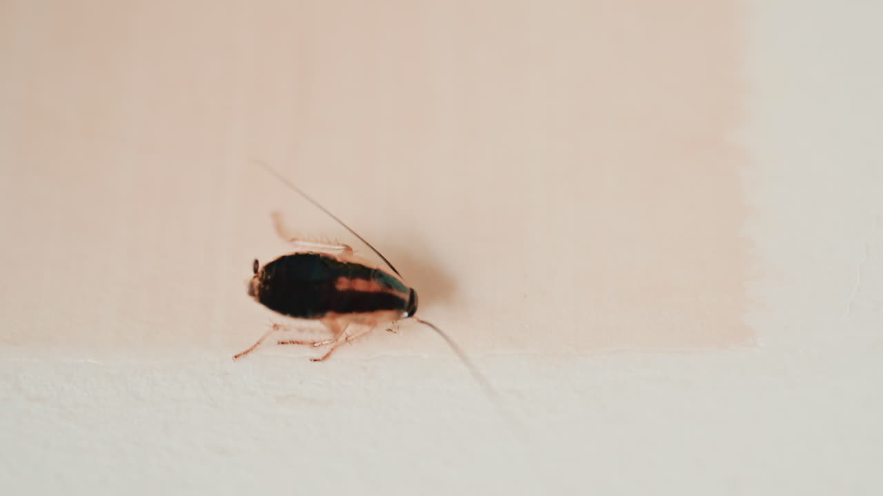 Close up of a small cockroach walking across a light colored surface