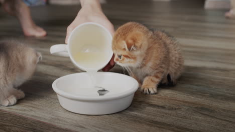 Woman-pouring-water-to-kittens-in-a-bowl