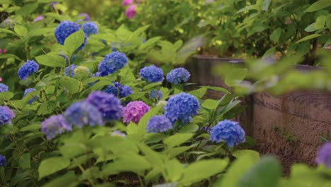 ajisai garden, japanese hydrangea in june for flower viewing season in summer