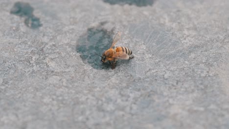 una abeja herida bebe agua cerca de la piscina