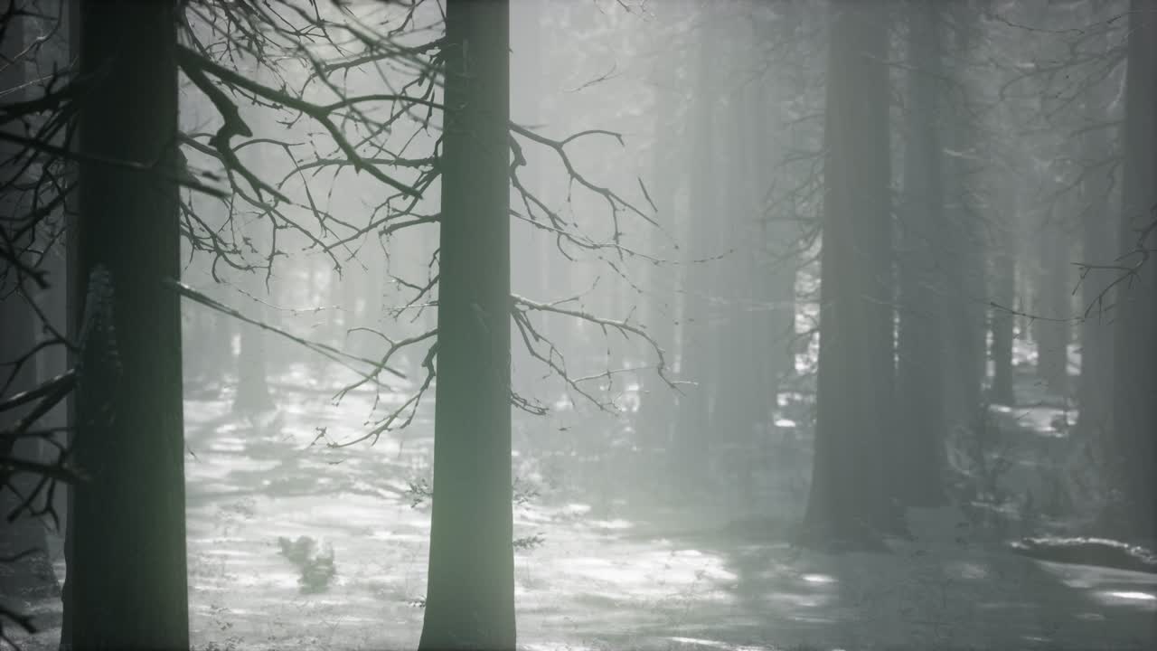 Snødekt skog på en overskyet vinterdag