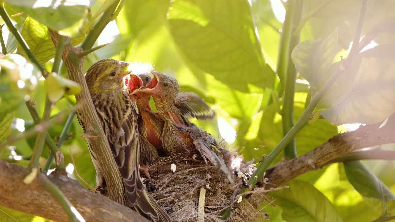 Uccellini nel nido nutriti dalla madre magnanina sarda, che si prende cura dei piccoli appena nati.