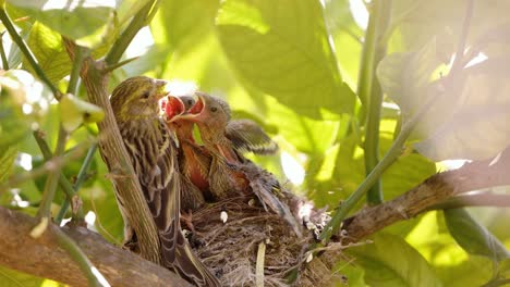 Pajaritos-En-El-Nido-Alimentándose-De-La-Madre-De-La-Reinita-Sarda-Cuidando-De-Los-Pajaritos-Recién-Nacidos-En-El-Nido