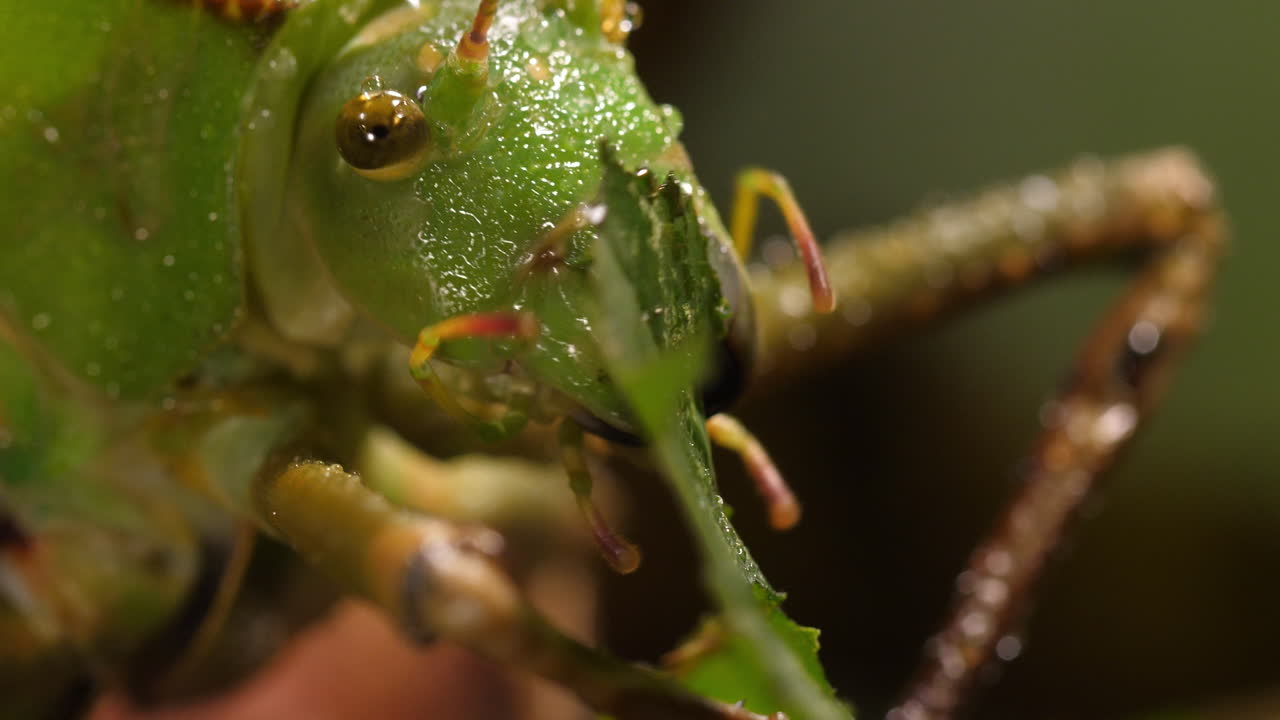 Macro shot of a Giant Hooded Katydid (Siliquofera grandis) eating leaves in a tropical rainforest. Stunning close-up of this exotic insect. Perfect for wildlife, macro, and rainforest content.
