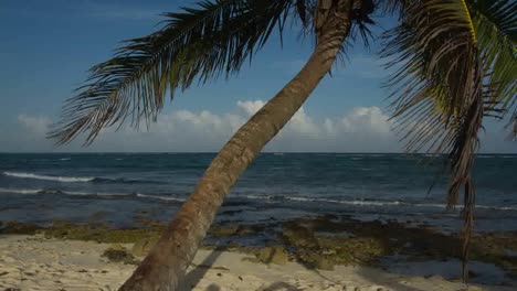 Palm-Tree-Time-Lapse-00