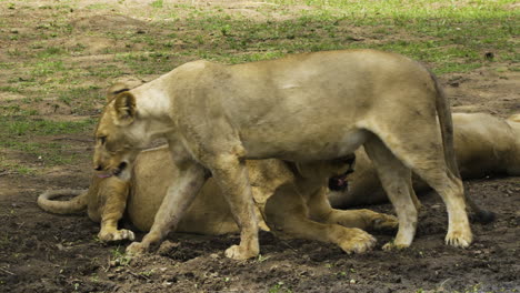 male lion with two pregnant females
