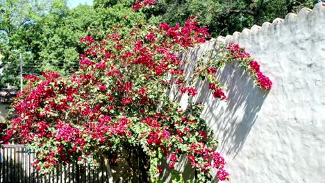 static shot of bush holding red flowers visited