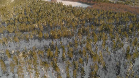 scenic top down aerial view of pine tree forest on winter snowy day, drone tilts up reveal vast landscape, latvia, kurzeme