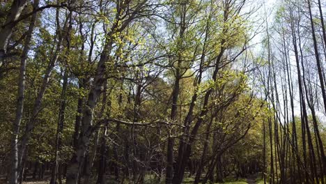 cinematic shot of green trees in a park