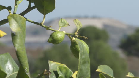 closeup of lemons growing on a tree