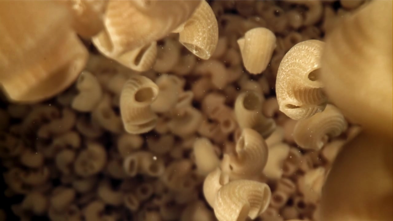 Pasta Makaroni Kering Jatuh dalam Gerak Lambat