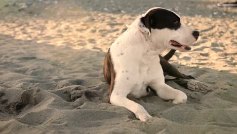 happy brown and white pet dog relaxing on beach sand