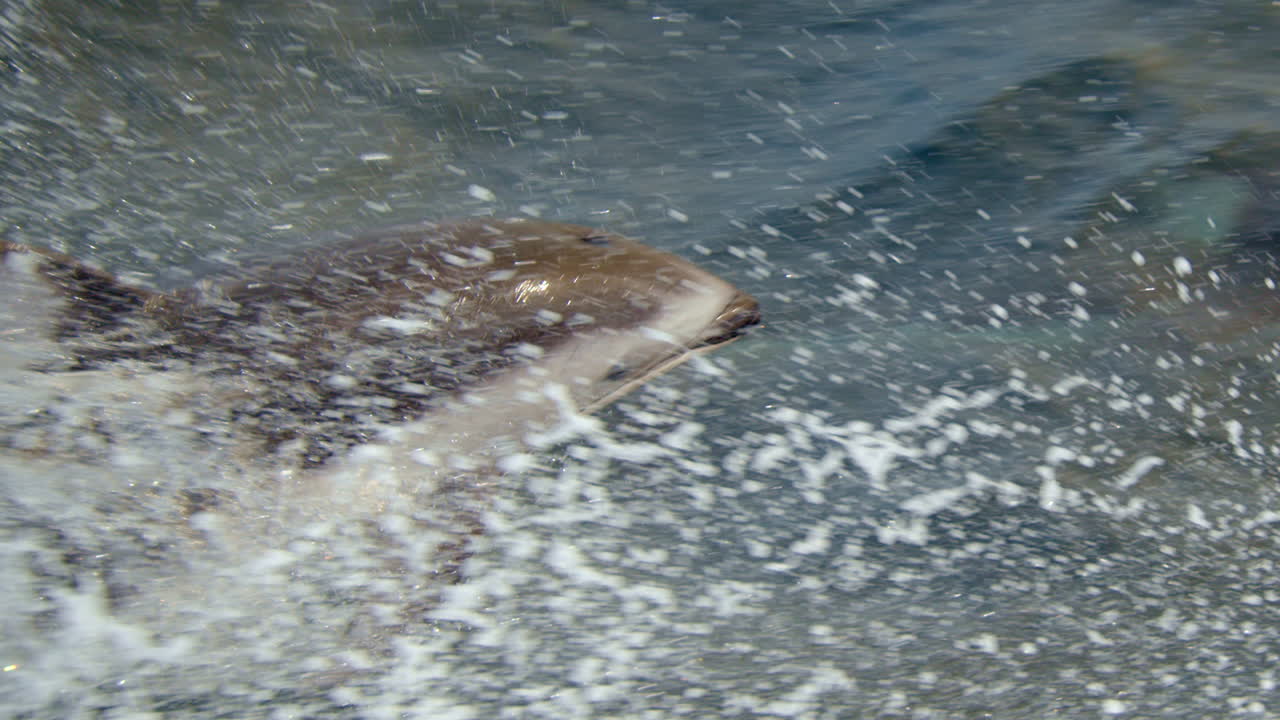 Extrem close-up of dolphin jump, following a member of his school