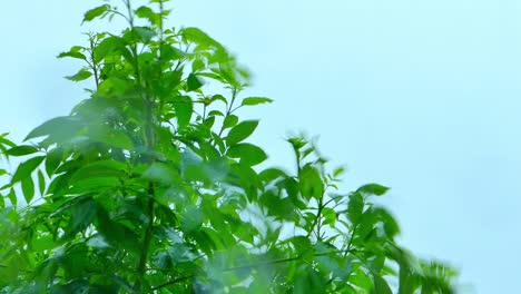 Green-bush-of-leaves-blowing-in-heavy-wind-and-rain-on-a-stormy-day