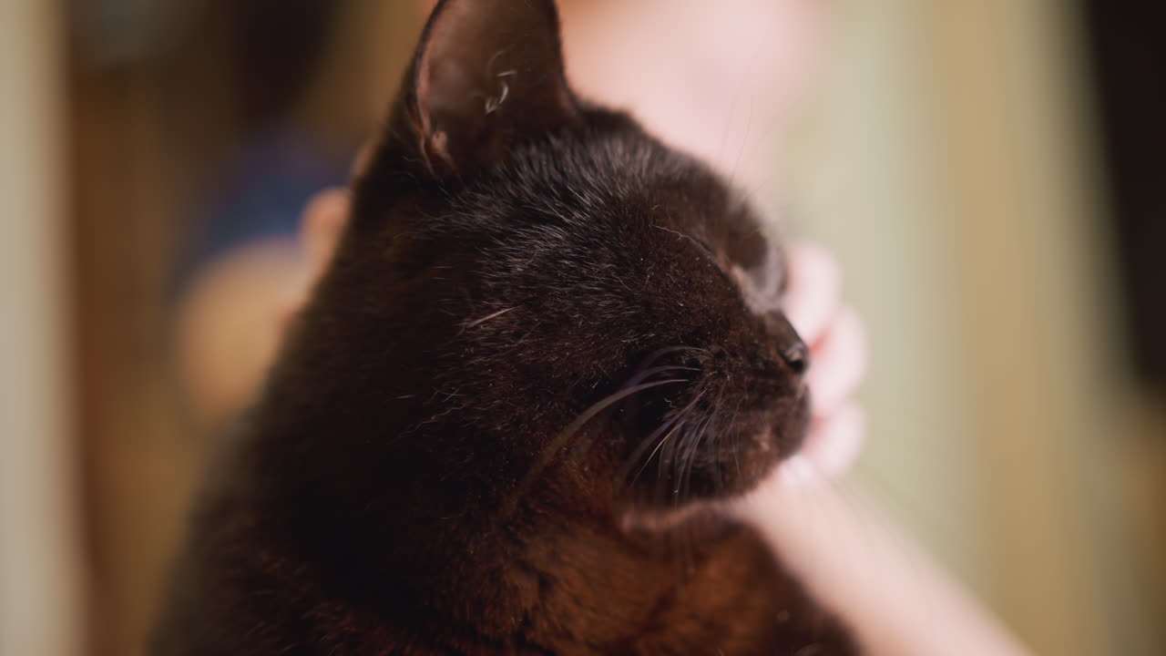 Black feline receives soothing owner caress. Comfortable domestic cat is lovingly stroked by owner patiently. Tranquil black cat is deeply cherished during peaceful home bonding moments