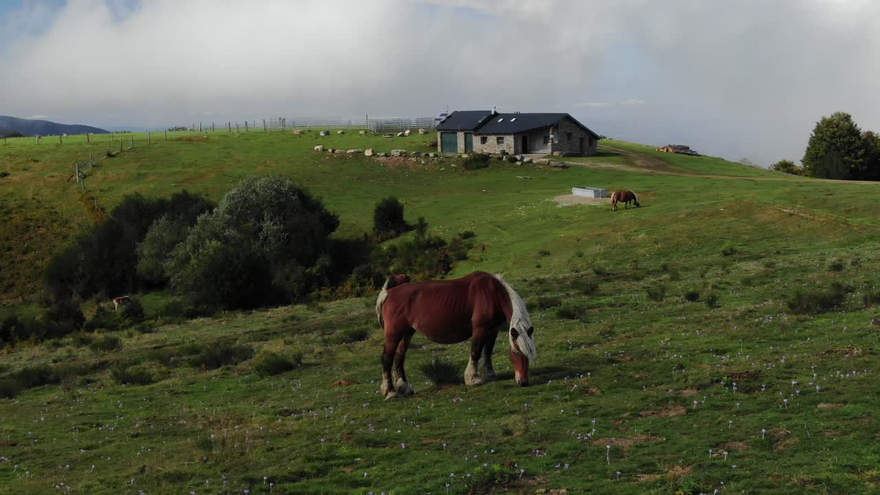 caballos salvajes pastan en campos verdes de la meseta de prat d'albis, pirineos en francia