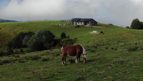 Wild-horses-graze-in-green-fields-of-Prat-d'Albis-plateau,-Pyrenees-in-France