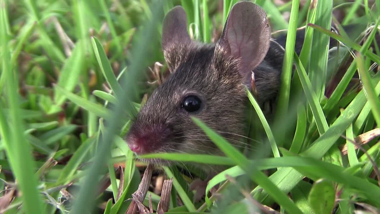 작은 쥐 한 마리가 푸른 초목에 앉아 있다