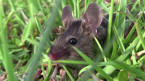 a small mouse sits in green vegetation