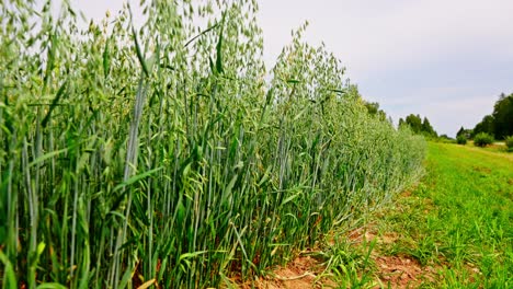 campo de avena verde exuberante creciendo bajo un cielo brillante con árboles en el fondo, ángulo de primer plano