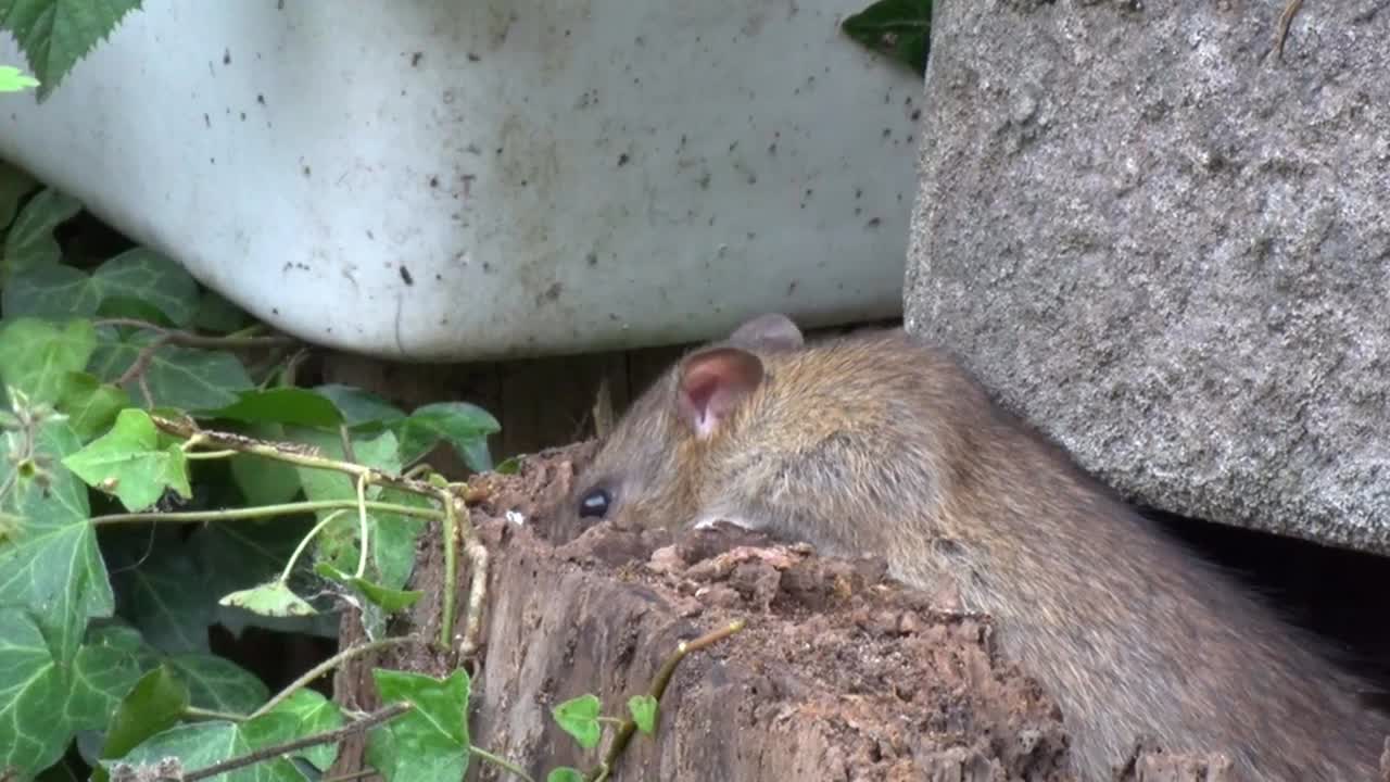 ratas marrones, rattus norvegicus, en busca de alimento en un jardín urbano