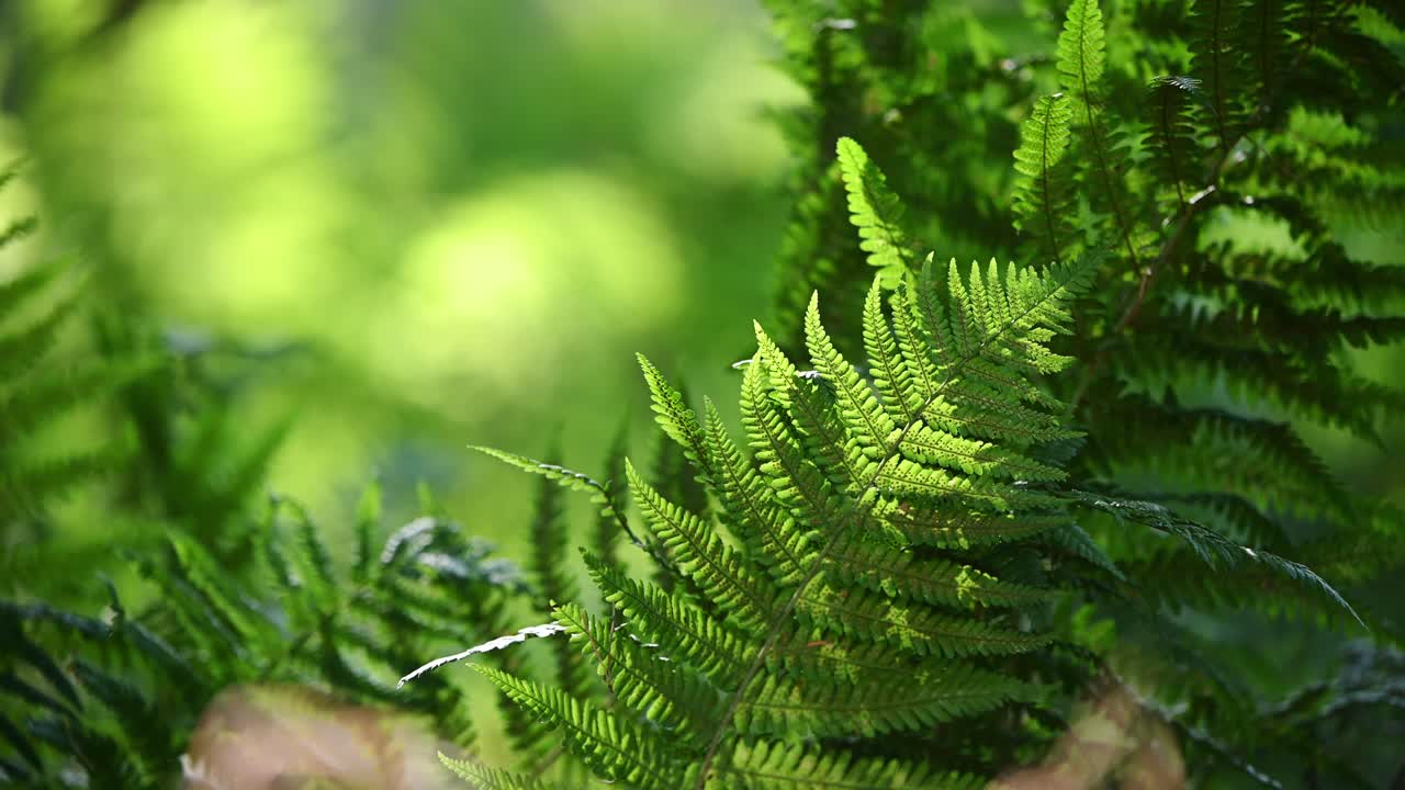 Beautiful fern leaves blowing gently in the wind against blurry background