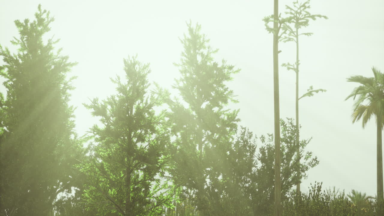 Bright sunlight streams through lush green trees in a peaceful forest setting