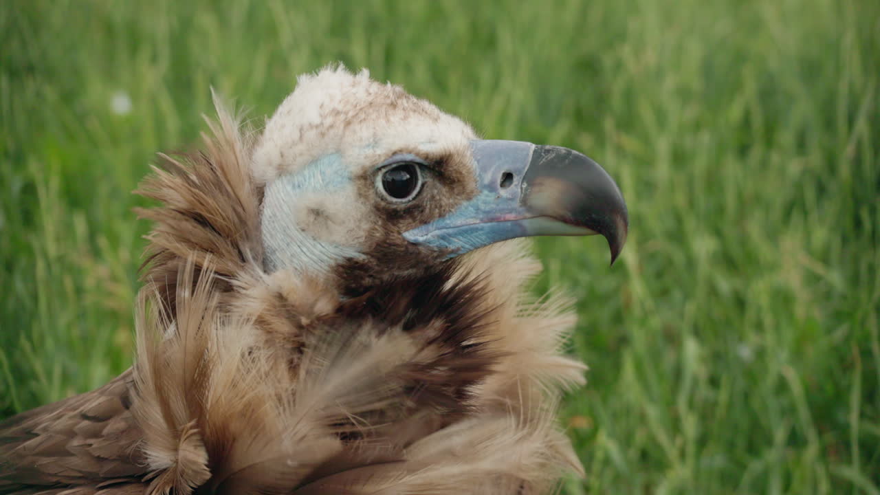 Griffon Vulture Close-up in a Field