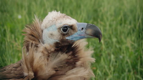 griffon vulture close-up in a field