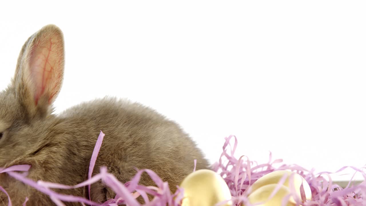 Ovos de Páscoa dourados com coelho da Páscoa em caixa