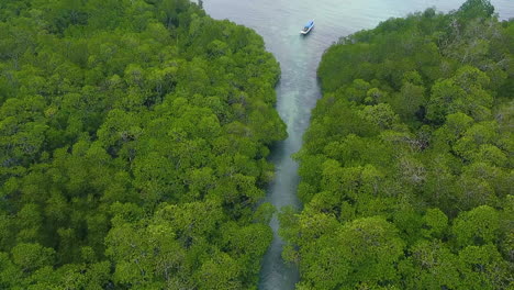 La-Isla-Del-Bosque-De-Manglares