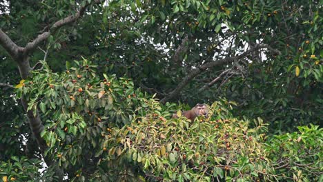 Northern-Pig-tailed-Macaque,-Macaca-leonine