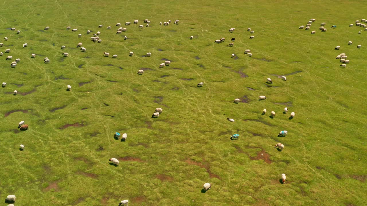 Prateria di Bayinbuluku e pecore in una bella giornata