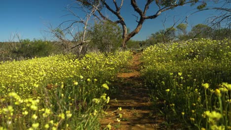 siguiendo un estrecho sendero a través de una alfombra de flores silvestres amarillas nativas, australia occidental